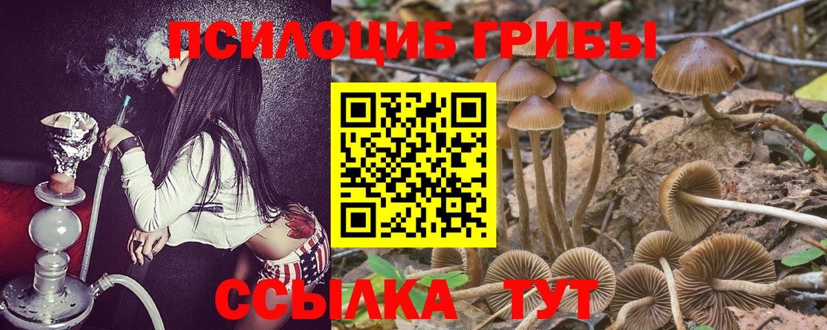 Псилоцибиновые грибы Psilocybine cubensis Магнитогорск